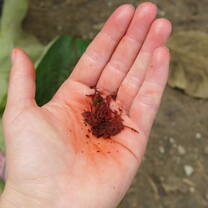 "Bleeding Trees: Children's Home 