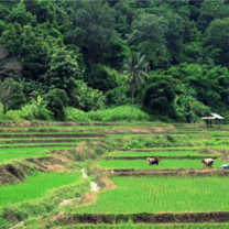 The beautiful scenery  of Northern Thailand