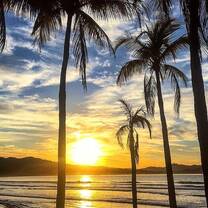 Sunrise and Palm Trees