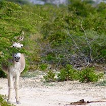 One (of many) Wild Donkeys 