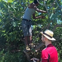 Guest of the project picking fresh figs from the tree