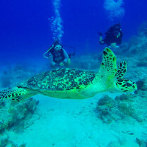 Hawksbill 