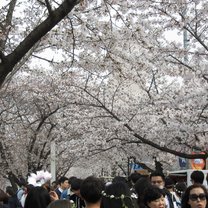 Yeouido, Cherry Blossom season
