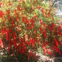Good luck ribbons tied to a tree
