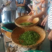 The tea we picked with our host siblings