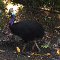 In the Daintree: Cassowary 