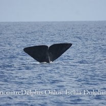 Brunone, young male sperm whale.