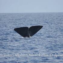 Brunone, young male sperm whale.