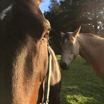 Horses I Worked With