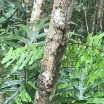 Leaf-tailed gecko