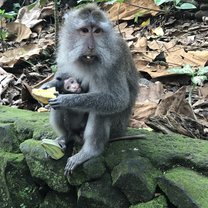 Ubud Monkey Forest