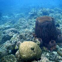 Coral reef