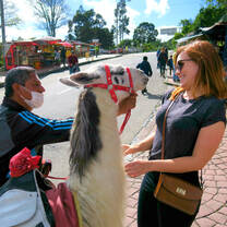 Llama in Bogota