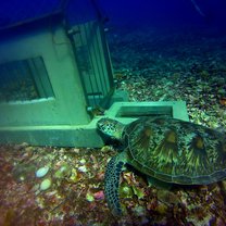 Turtle