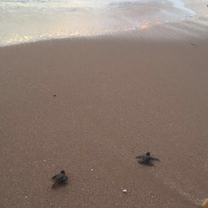 Picture of the Turtle release