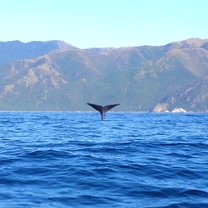 Kaikoura field course 