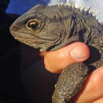 Tuatara 