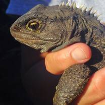 Tuatara 
