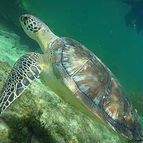 Turtle!