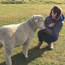 Feeding a sheep in Queenstown 
