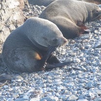 So many seals so close to the city of Wellington