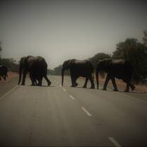 Kidogo Adventure - go on safari