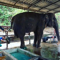 Veterinary care for elephants 