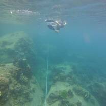 Snorkeling in Koh Tao