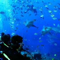 Broadreach Shark Studies Program in Fiji