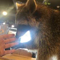 Raccoon Cafe