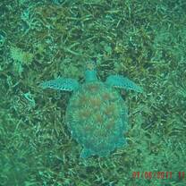 Swimming with the turtles!