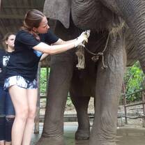 elephant sanctuary 