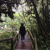 Rain forest!