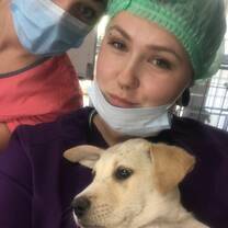 Preparing a pup for his Neuter Surgery