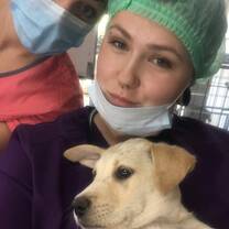 Preparing a pup for his Neuter Surgery