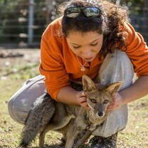 	French Projects Abroad animal care volunteer pets a fox who has been living in the Pumakawa animal reserve for two years