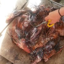 Lionfish