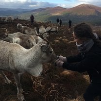 Feeding reindeer in Scotland