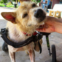Sprite, our permanent wheelchair resident