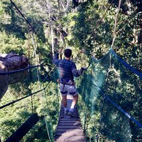 Canopy walking in the Amazon