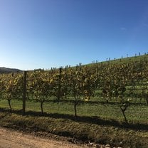 Wine tasting on Waiheke Island