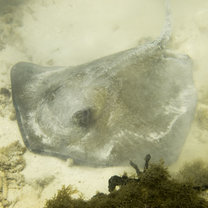 diving in carriacou