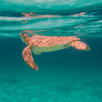 diving in carriacou