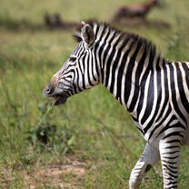 Zebra