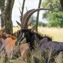 Zimbabwe Wildlife