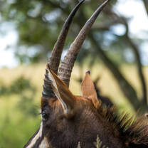 African Antelope