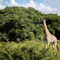Zimbabwe Giraffe