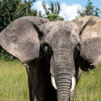 Elephant in Zimbabwe