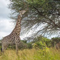 Giraffe in Zimbabwe