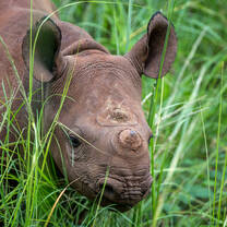 Baby Rhino
